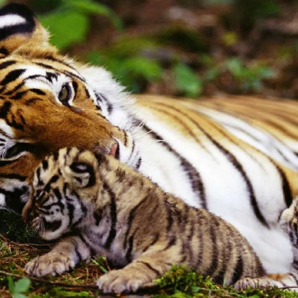 BUDGET KERALA TOUR PACKAGE BY GANESH TRAVELZ